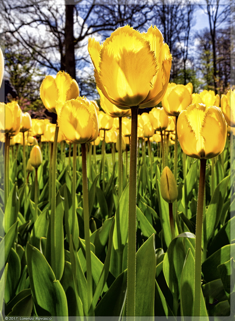 Keukenhof