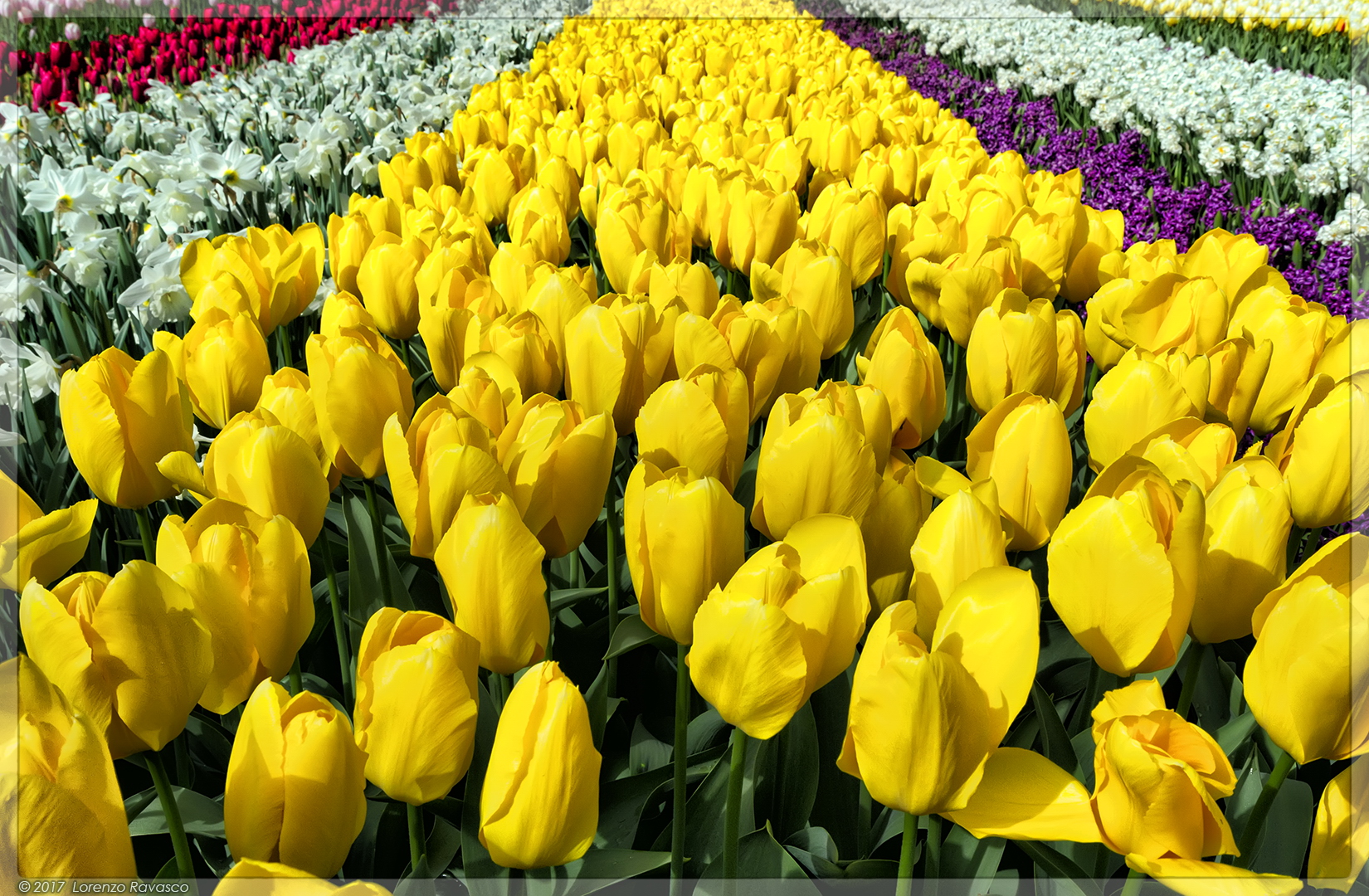 Keukenhof